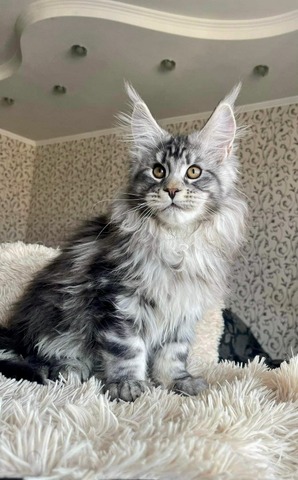 Kittens and Cats For Sale - Reputable Breeders & Catteries Near