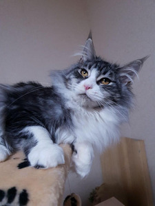 maine coon large kittens for sale near me breeders price cats cat ...