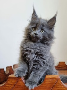 maine coon large kittens for sale near me breeders price cats cat ...