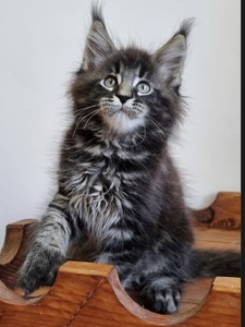 maine coon large kittens for sale near me breeders price cats cat ...