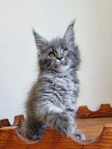 maine coon large kittens for sale near me breeders price cats cat ...