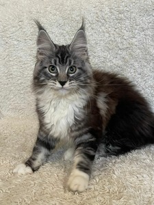 maine coon large kittens for sale near me breeders price cats cat ...