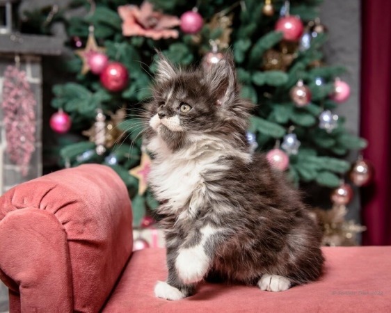 Dobrev Coons Cattery Maine Coon for Sale Pedigree Purebred Kittens ...