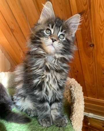 Dobrev Coons Cattery Maine Coon For Sale Pedigree Purebred Kittens Available Kittens For Sale Russian Pedigree Maine Coon Buy From Wisconsin Trusted Cattery Dobrev Coons Maine Coon Kittens Sale Cattery Coons Cat