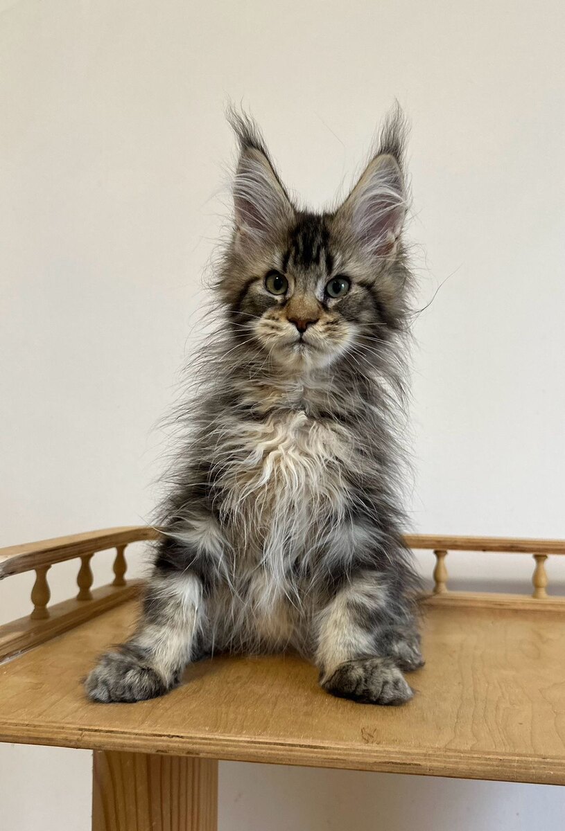 maine coon large kittens for sale near me breeders price cats cat ...