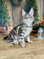 Celine silver neutered female/ available