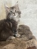 Fantasy  silver female/ available