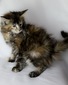 Jasmine tortoiseshell female/ available