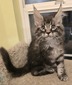 Frank male tabby/ available