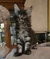 Ferdy male tabby/ available