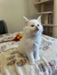 Andy/white polydactyl male /reserved for Gayle