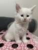 Leonidas/ white male/ reserved for Karyne