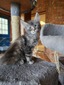 Jasmine female/Blue tabby/ reserved for Elissa