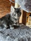 Stella female/ blue tabby/ reserved for Stephanie  IL /SOLD