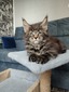 Jordan brown tabby boy / reserved for Bridget /SOLD