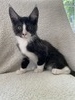 T1 bicolor boy /available