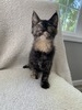 T5 tortie female/ available