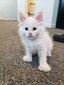 Lu4/ white poly female deaf / reserved for Karen  (Sold)