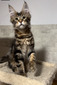 T-1 Brown tabby male/ reserved for Laura and Philip/SOLD