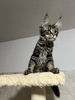 T-2 black silver tabby male/reserved for Courtnay/SOLD