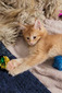 K2 red tabby female/ on hold for Toni