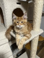 k3 red tabby male/ reserved for Marissa /SOLD