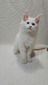 Tim white male blue eyes polydactyl/ reserved for Keri/SOLD