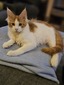 Leo male/ red tabby with white male/ reserved for Gina 