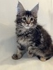 P1 tortoiseshell female/available