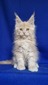 Denis cream male/ reserved for Benjamin/ replacement cream litter Parker