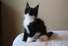 Oscar - Polydactyl Black and White Tuxedo Male/ reserved for Nick IL