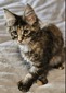 Eve female tortoiseshell polydactyl 66/66/ reserved for Claudia/ sold