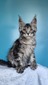 Carmen silver tabby female/ reserved for Elsie /SOLD