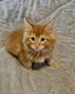 Cheddar red tabby male/reserved for Masha and Jane/ SOLD