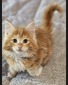 Monterey red tabby male / reserved for Gina 