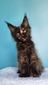 Jenny tortoiseshell polydactyl/ reserved for Amanda / SOLD