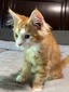 Colby red tabby with white blue eyes female/ reserved for Shawn/SOLD