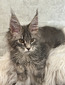 Princes blue tabby  female/reserved for Tencho/ SOLD