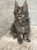 Blue blue tabby male/reserved for Daniel /SOLD