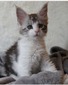 Elsa - Female Silver Tabby and White/ reserved for Cody/SOLD