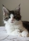 Benji - Polydactyl Male Tabby with White 66/66/ reserved for Jaime/ SOLD