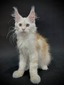 Valentino male/ reserved for Darlene/SOLD