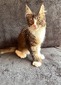 Holly female polydactyl 66/66/available