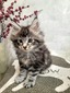 Mars Junior 1 black silver tabby male/ reserved for Tristan /sold 