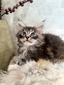 Mars Junior 2 silver tabby/ ON HOLD