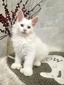 Yetty polydactyl blue eyes male excellent hearing/ reserved for Geovani/sold