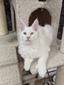 Ace white male different eyes polydactyl/ reserved/ for Jessica/Sold 