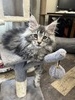 Caren silver tabby/ reserved for Ashley /SOLD