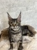 Kelly DC brown tabby female/ reserved for Mama Sunshine / SOLD