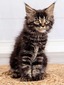  Clair black silver tabby female/SOLD